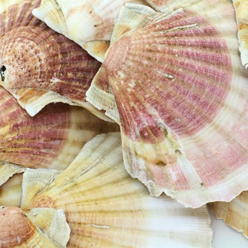 Par de cunchas - Imaxe 1