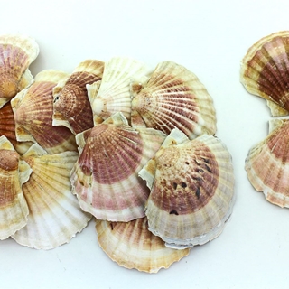 Par de cunchas - Imaxe 2